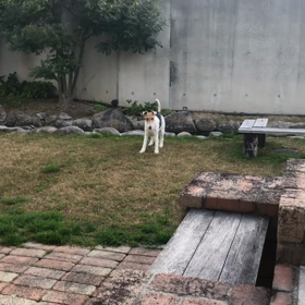 グルグル目が回るの画像