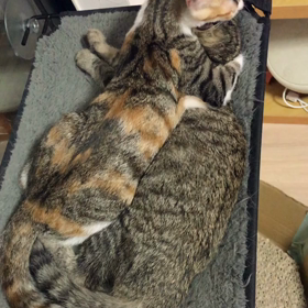 預かりの保護ニャン達♡の画像