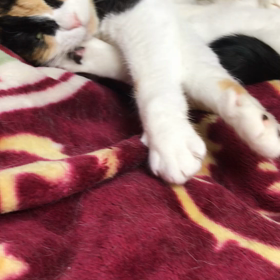 寝るべしの画像