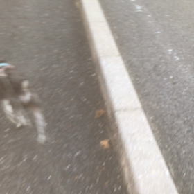 犬と散歩　C難度技　成功の画像