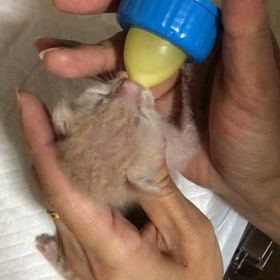 未来くん 授乳タイムの画像