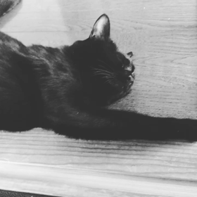 今日の ねこ  ＋  貼り付けできた！！の画像