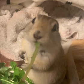 リチャードソンジリスきなこの退院の画像