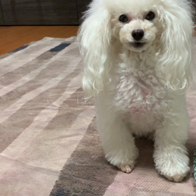 おやつちょうだいの画像