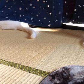 ソックとミントの画像