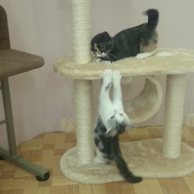 本日の猫部屋(^-^)/の画像