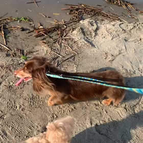 10月27日14わんこと2時間半遠足　　お台場の画像