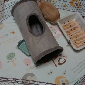 今日の小梅ちゃんの画像