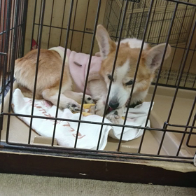 最近のモコの画像