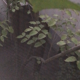 84日目 鈴虫の声の画像