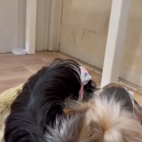 トリミング後の画像