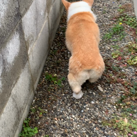 そして　また　リハビリの画像