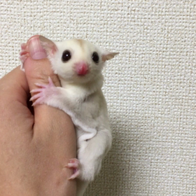 ★☆フクロモモンガ・クリミノお迎えありがとうございました☆★の画像