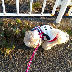 他人の褌で相撲はアカンの画像