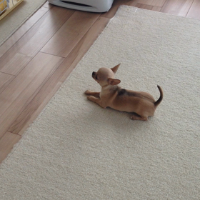 テレビに吠えるの画像