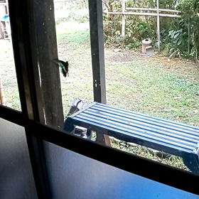 蝶々が部屋にやって来た。の画像