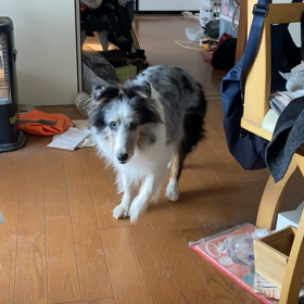 オマエあっち行け！の画像