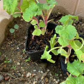 お花の苗もらった〜の画像