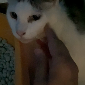 まるちゃん　撫でられ上手？！の画像