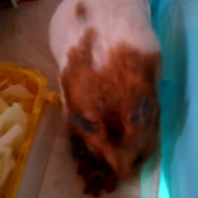 今日は体育の日、３連休最終日、ハムちゃんビデオ撮りましたの画像