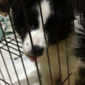 販売中 子犬の画像