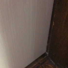 今日のテンの画像