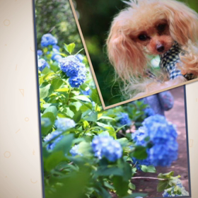 何時もの撮影スタイルの画像