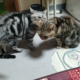 ニャンズの「バトル納め」？今日は御用納めの画像