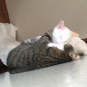 うちの猫:みやさん そりちゃん 動画の画像
