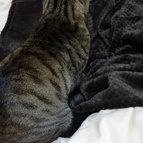 ふみふみの画像