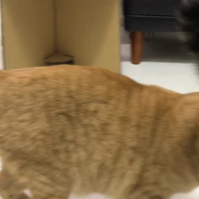 猫たちのおやつタイムはいつもこんな感じの画像