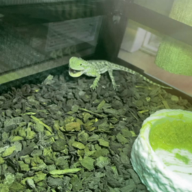 初ムシャムシャの画像