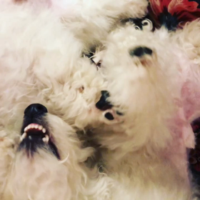 いい匂いスポットの画像