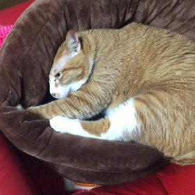 甘えたモード♪の画像