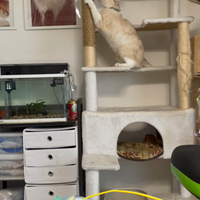 だいちゃん♂朝から運動会の画像