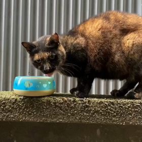 ごはんだよ〜の画像