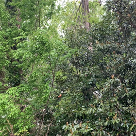 ウグイスの声で 心おだやかにの画像