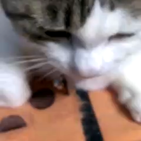 みゅうちゃんいただきます！の画像