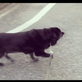 いつも小走りな子の画像