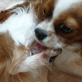 おいしいの？の画像