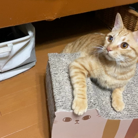 自分に似た子の上での画像