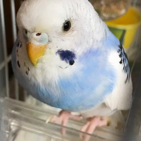 ルナちゃんありがとうの画像