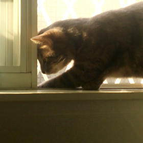 その侵入者、触角を持つ者の画像