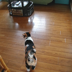 落ち着きのない猫の画像