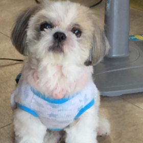 プリンち  ゃんのつぶやき…の画像