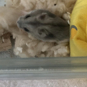 チーズ家ムービーの画像