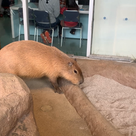 江ノ島水族館の画像
