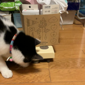 エコボールの画像