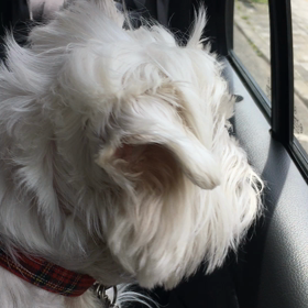 トリミングの画像