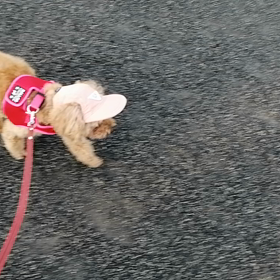 17歳6ヶ月､今朝も元気に散歩の画像